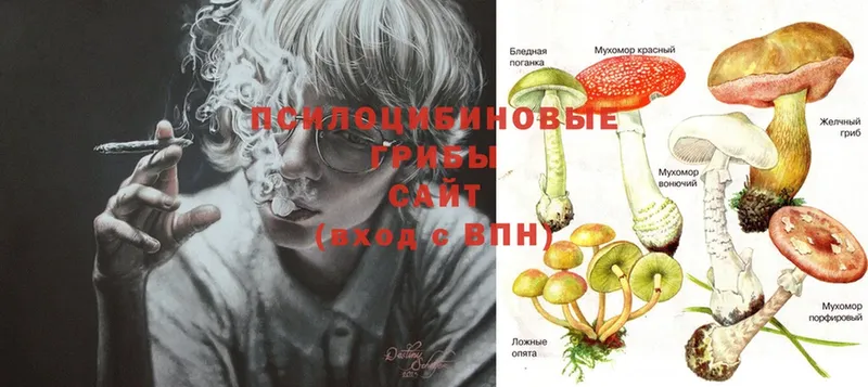 хочу   Галич  Галлюциногенные грибы Psilocybine cubensis 